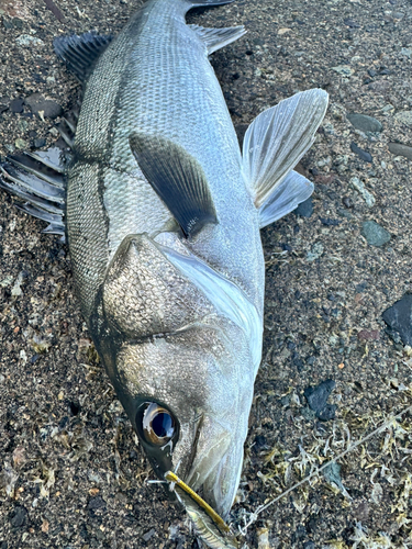 スズキの釣果