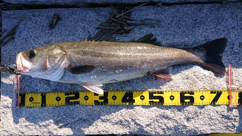 シーバスの釣果