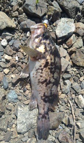 クロソイの釣果