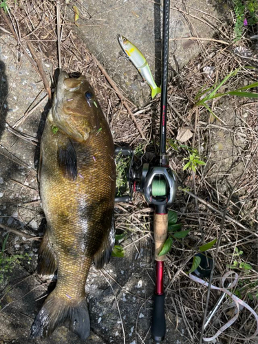 ラージマウスバスの釣果