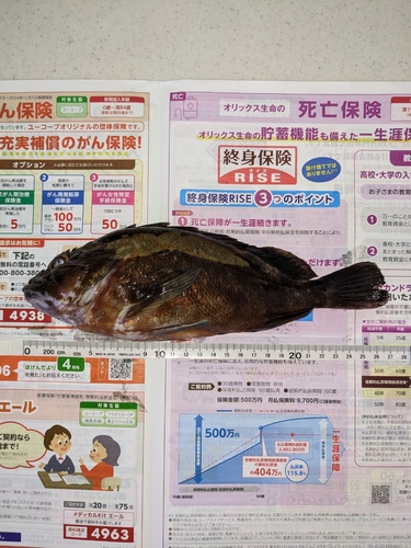 カサゴの釣果