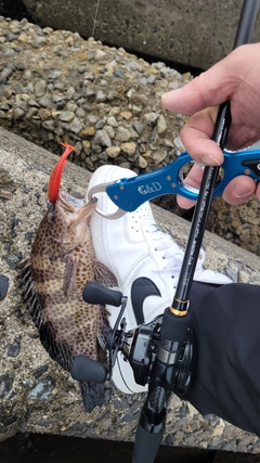 オオモンハタの釣果