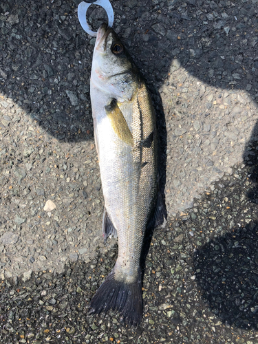 フッコ（マルスズキ）の釣果