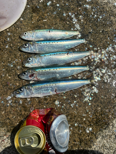 イワシの釣果