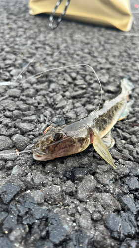 マハゼの釣果