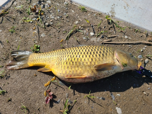 コイの釣果