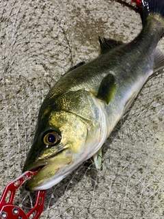 フッコ（マルスズキ）の釣果