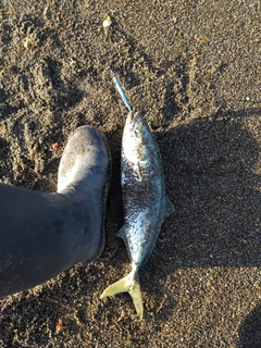 イナダの釣果