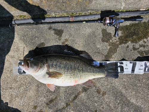 ブラックバスの釣果