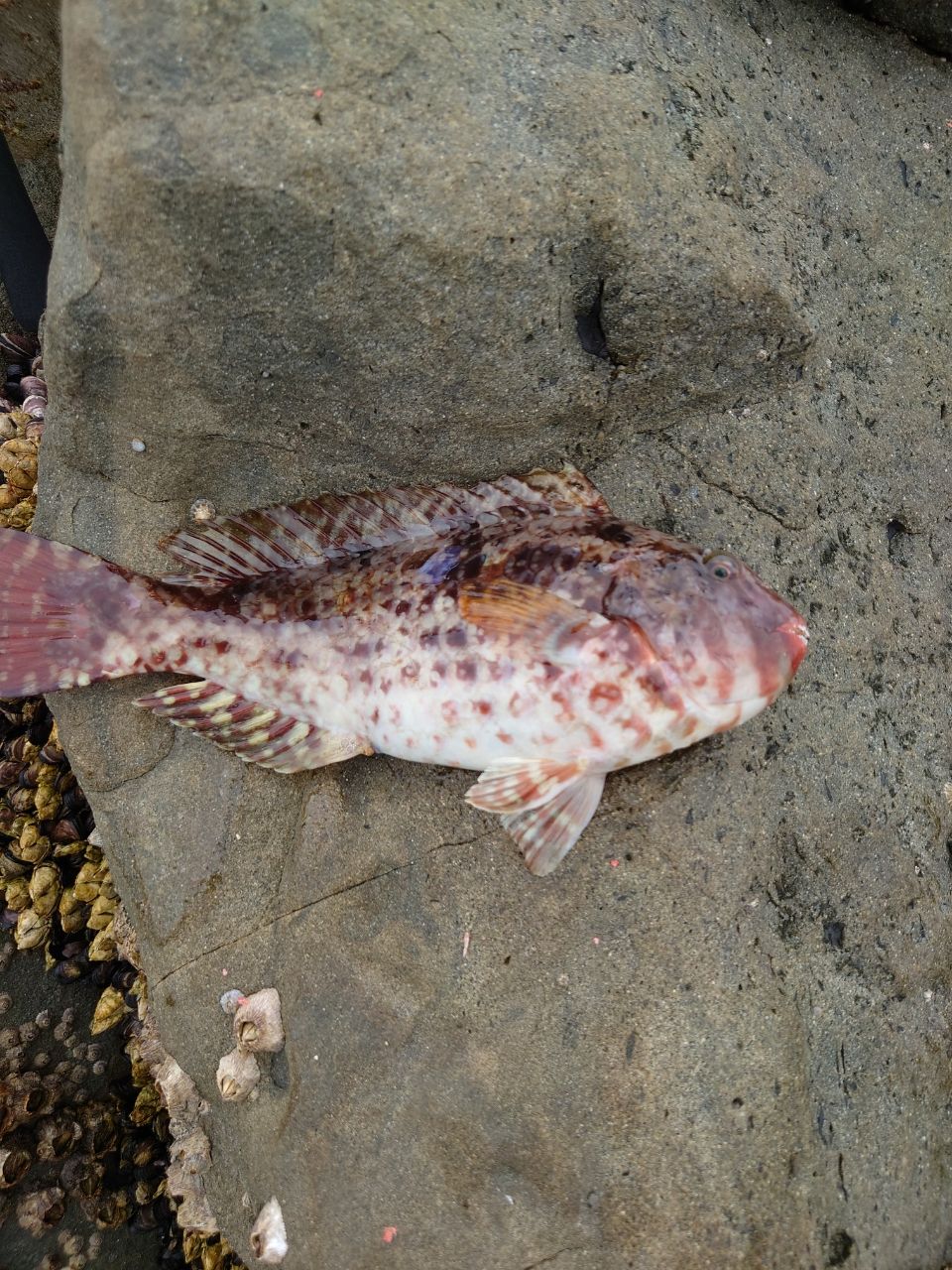 アングラーツヨポンさんの釣果 2枚目の画像