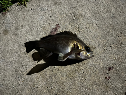 アオメバルの釣果