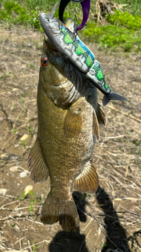 スモールマウスバスの釣果