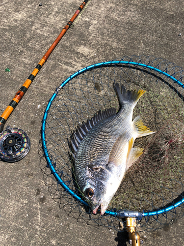 キビレの釣果