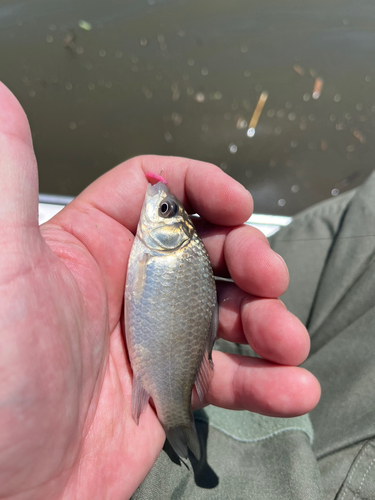 フナの釣果