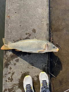 コイの釣果