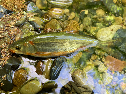 ウグイの釣果