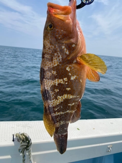 アコウの釣果