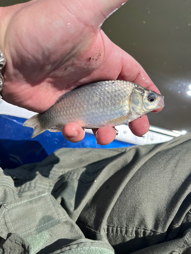 フナの釣果