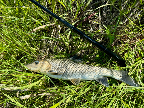 ニゴイの釣果