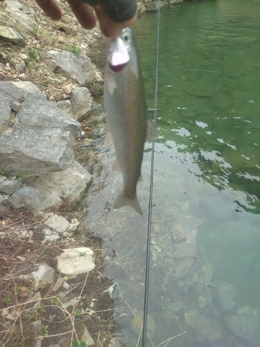 ニジマスの釣果