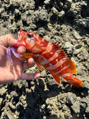 アカハタの釣果