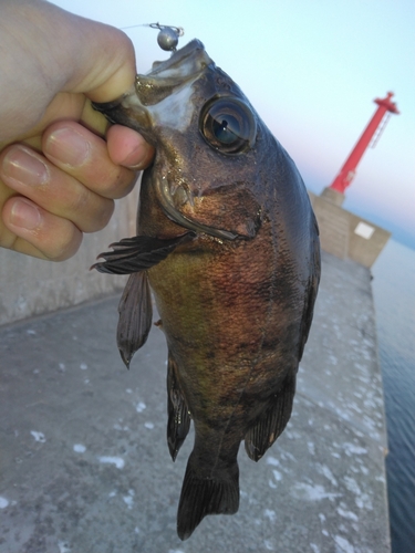 クロメバルの釣果