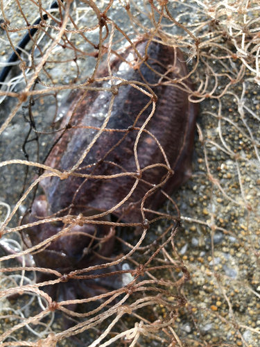 コウイカの釣果