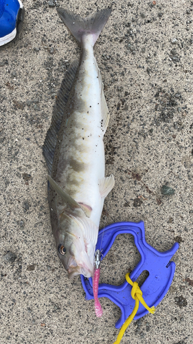 ホッケの釣果