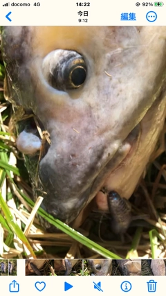 アオウオの釣果