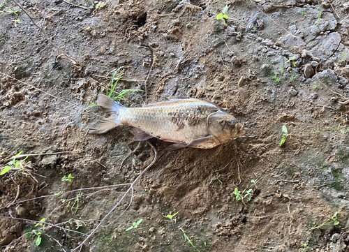 ヘラブナの釣果