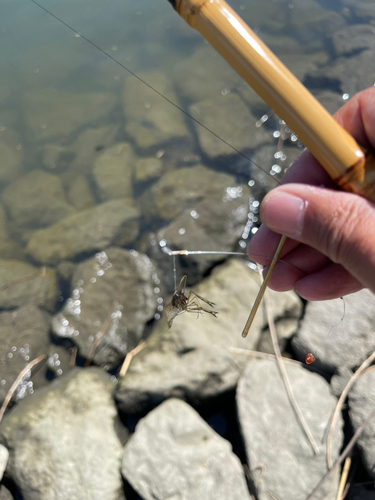 テナガエビの釣果