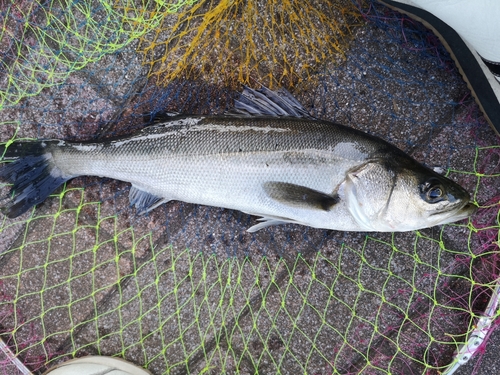 フッコ（マルスズキ）の釣果