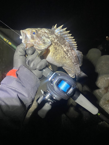 クロソイの釣果