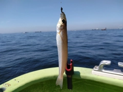 シロギスの釣果