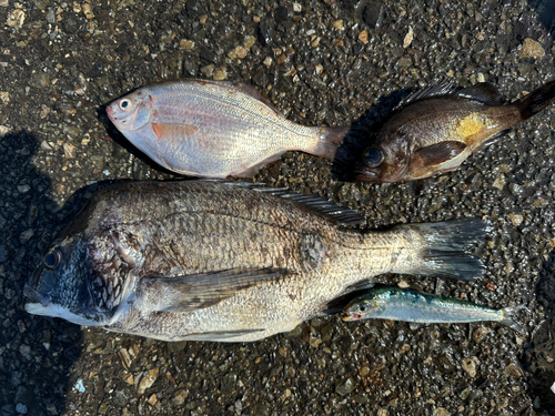 チヌの釣果