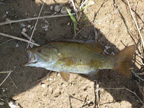 スモールマウスバスの釣果