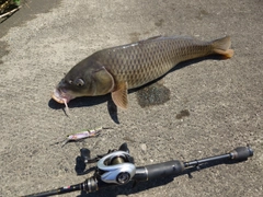 コイの釣果