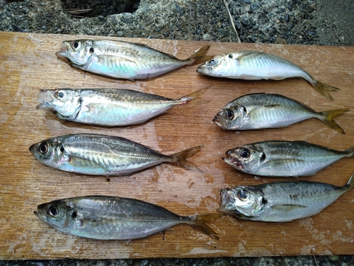 アジの釣果