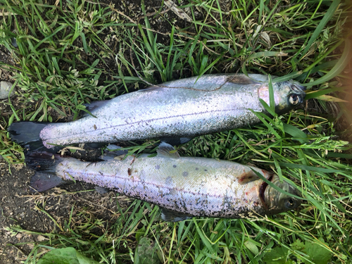 ニジマスの釣果