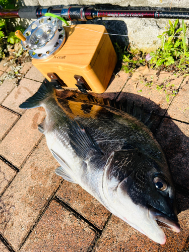 クロダイの釣果