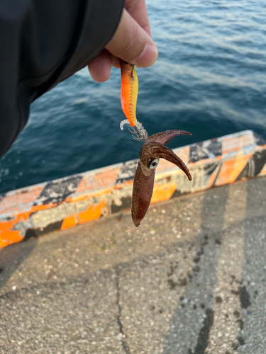 ヒイカの釣果