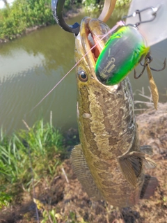 ライギョの釣果