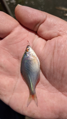 タナゴの釣果