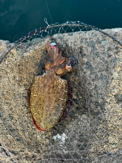 コウイカの釣果