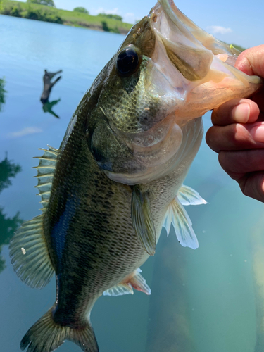 ラージマウスバスの釣果