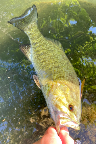 スモールマウスバスの釣果