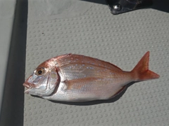 ハナダイの釣果