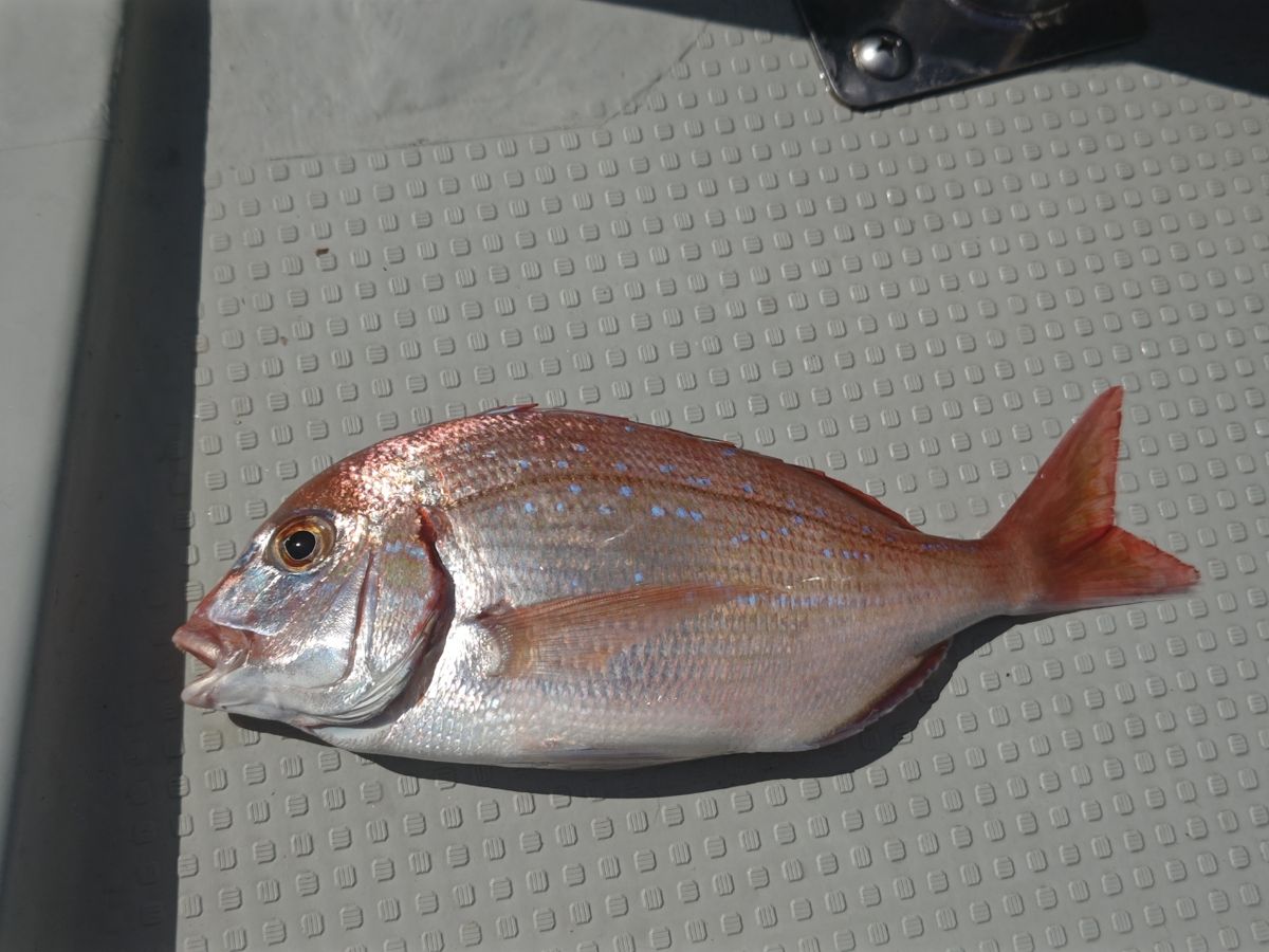 おんchanさんの釣果 1枚目の画像