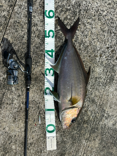 カンパチの釣果