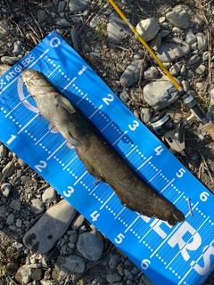 ナマズの釣果